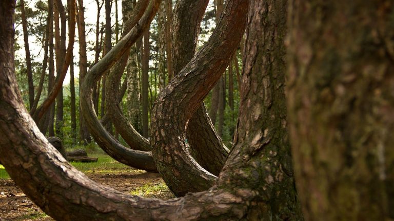 forêt tordue