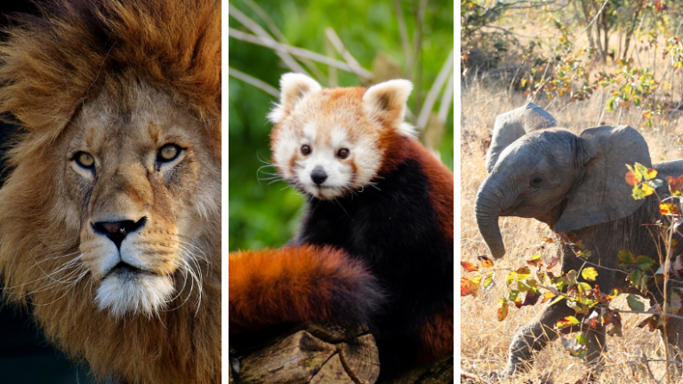 animaux