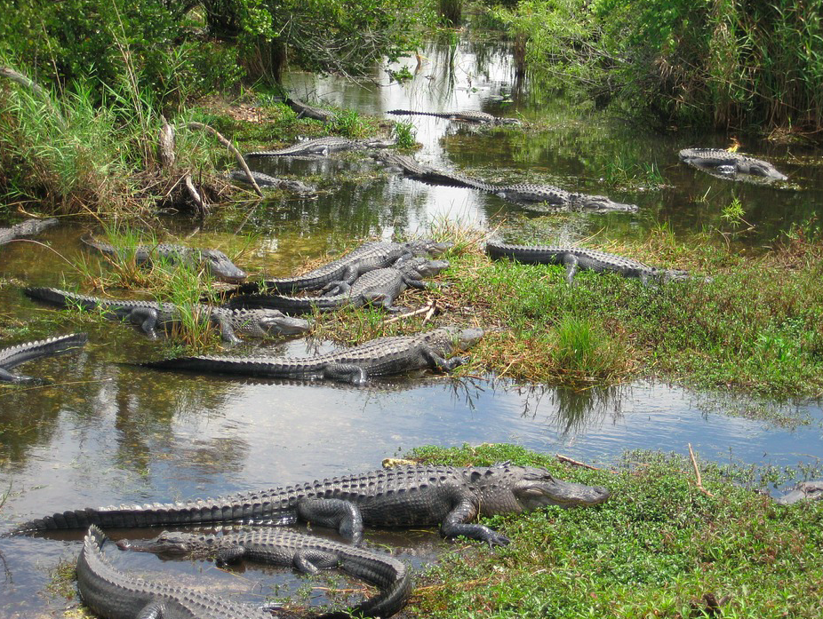 parc national des Everglades