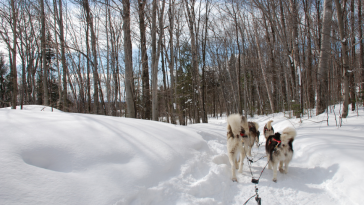 chiens de traîneau