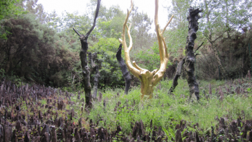 forêt de Brocéliande