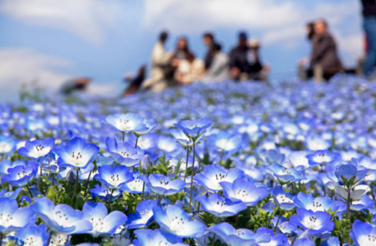 Hitachi, Japon