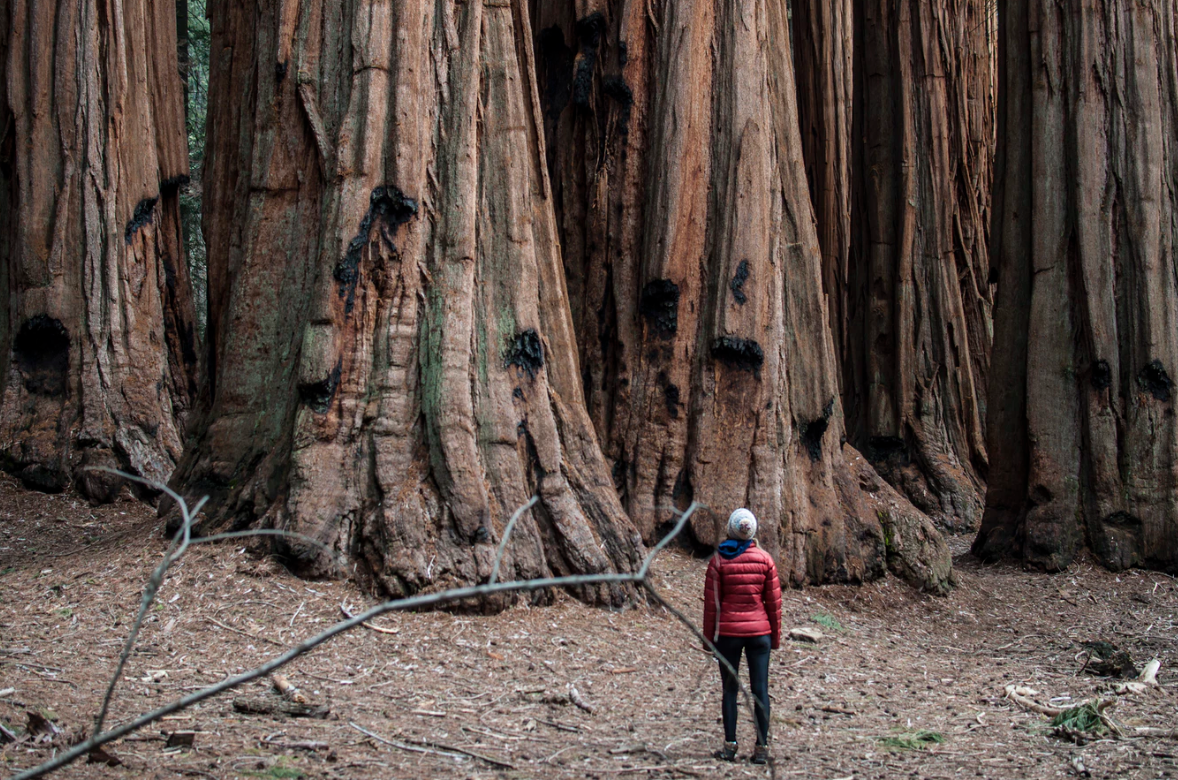 Sequoia National Park