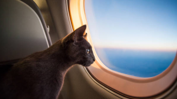 voyage chat