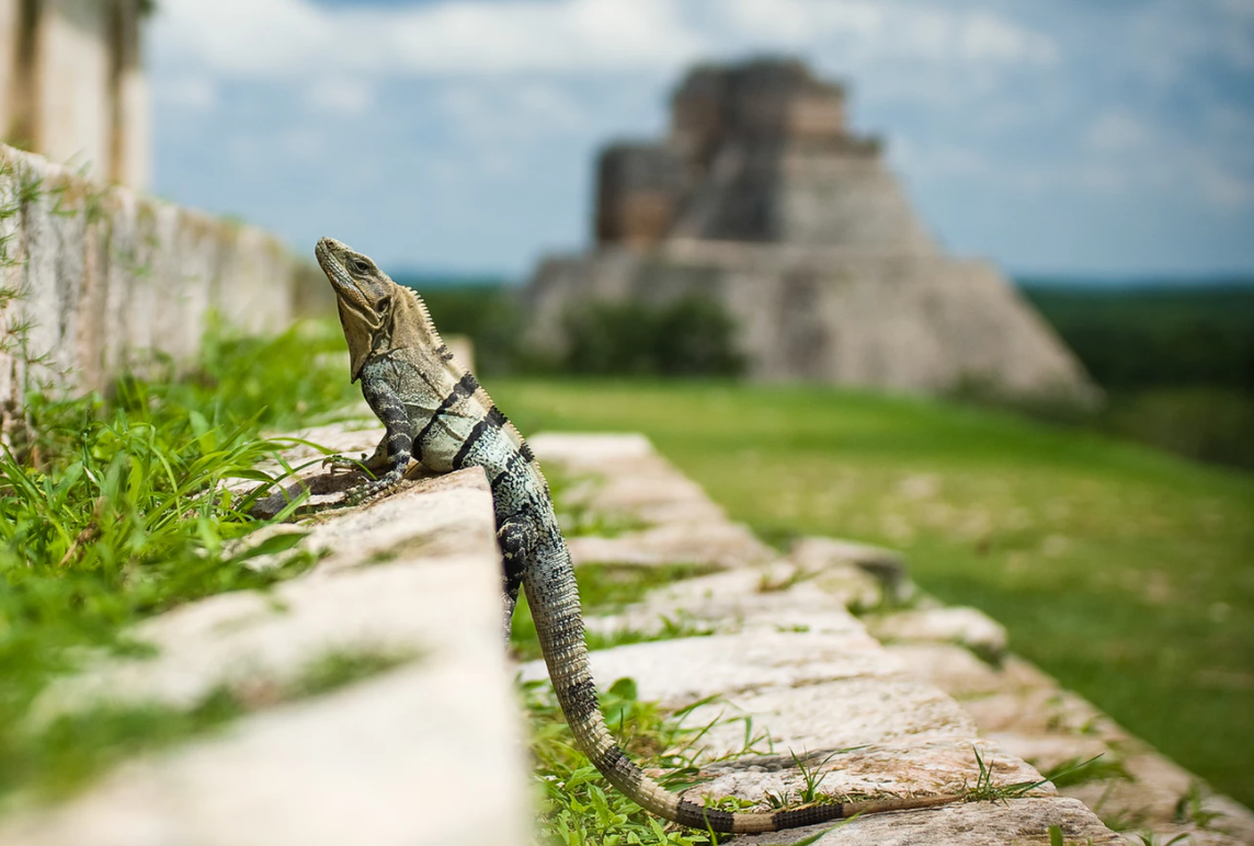 ruines maya, Mexique