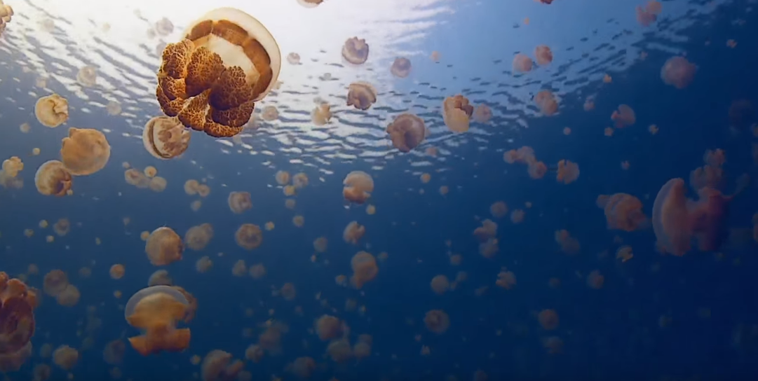 Lac aux méduses, Palaos