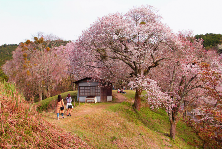 mont Yoshino, Japon