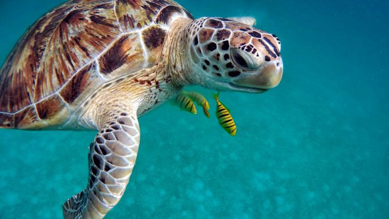 tortue de mer poisson