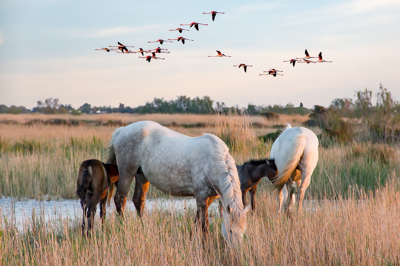 la camargue