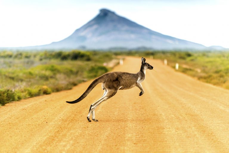 australie kangourou océanie désert faune flore