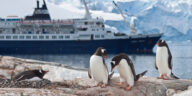 croisières antarctique pingouin