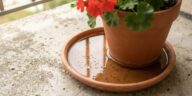 J'ai laissé une soucoupe d'eau sous mon pot de fleurs juste après une averse : une semaine plus tard, j'ai vu ce qui en so...