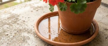 J'ai laissé une soucoupe d'eau sous mon pot de fleurs juste après une averse : une semaine plus tard, j'ai vu ce qui en so...