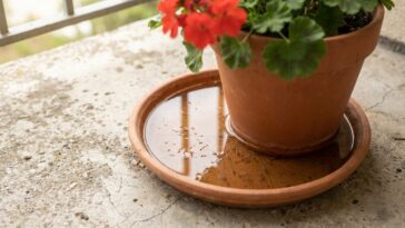 J'ai laissé une soucoupe d'eau sous mon pot de fleurs juste après une averse : une semaine plus tard, j'ai vu ce qui en so...