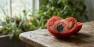 J'arrosais mes tomates au hasard pendant la canicule : en coupant un fruit taché de noir en juillet, j'ai compris ce qui l...