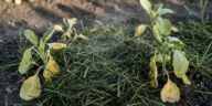 J'étalais ma tonte de gazon fraîche au pied de mes légumes pour pailler : en soulevant la couche au bout d'une semaine, j'...