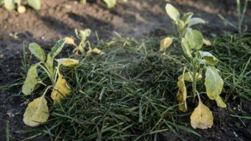 J'étalais ma tonte de gazon fraîche au pied de mes légumes pour pailler : en soulevant la couche au bout d'une semaine, j'...