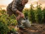 Mon grand-père n'arrosait jamais son potager avant le coucher du soleil : j'ai trouvé ça exagéré pendant des années avant ...