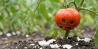 On s'obstine tous à étaler des coquilles d'œuf en barrière anti-limaces, alors que ce geste protège nos tomates d'un tout ...