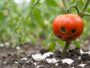 On s'obstine tous à étaler des coquilles d'œuf en barrière anti-limaces, alors que ce geste protège nos tomates d'un tout ...