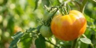 On s'obstine tous à laisser les tomates mûrir sur le pied en plein cagnard : au-delà de 30°C, ce blocage invisible stoppe ...