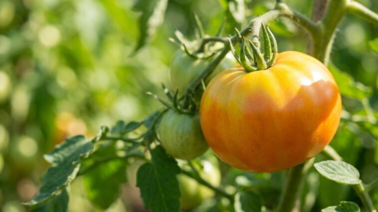 On s'obstine tous à laisser les tomates mûrir sur le pied en plein cagnard : au-delà de 30°C, ce blocage invisible stoppe ...