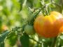 On s'obstine tous à laisser les tomates mûrir sur le pied en plein cagnard : au-delà de 30°C, ce blocage invisible stoppe ...