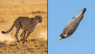 Animal le plus rapide du monde : pourquoi le guépard perd la course face au faucon pèlerin
