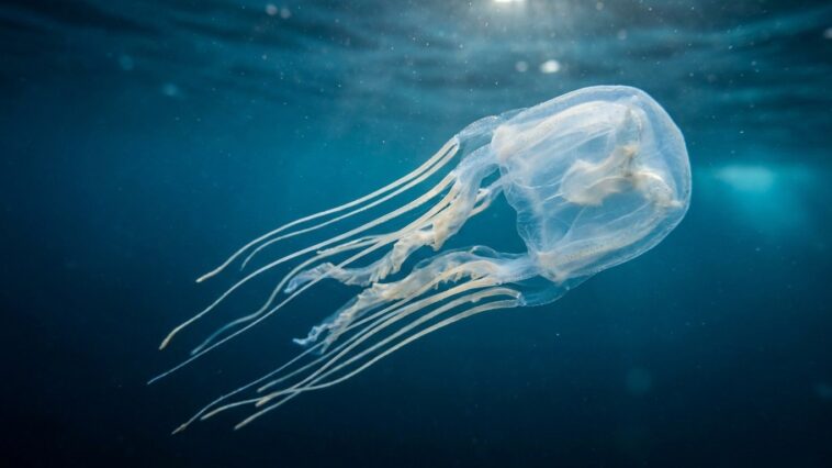 Animal le plus venimeux du monde : la méduse-boîte, capable de tuer en moins de cinq minutes