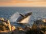 J'ai réservé une excursion pour voir les baleines à Sydney : la veille du départ, un habitant m'a montré l'endroit où on l...