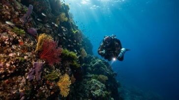 Plongée sous-marine sur les plages d'Algérie : épaves, tombants et spots pour débuter