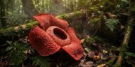 Plus grande fleur du monde : la rafflesia, un mètre de diamètre et une odeur de charogne