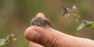 Plus petit animal du monde : ces créatures minuscules qui tiennent sur une tête d'épingle