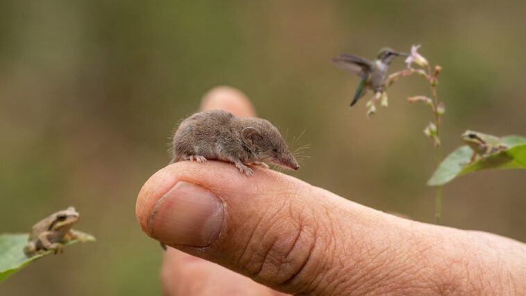 Plus petit animal du monde : ces créatures minuscules qui tiennent sur une tête d'épingle