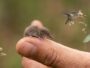 Plus petit animal du monde : ces créatures minuscules qui tiennent sur une tête d'épingle