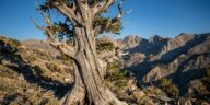 Plus vieil arbre du monde : Methuselah, 4 850 ans et un emplacement gardé secret