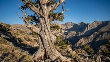 Plus vieil arbre du monde : Methuselah, 4 850 ans et un emplacement gardé secret