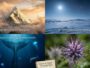 Records naturels du monde : le guide complet des extrêmes de la planète