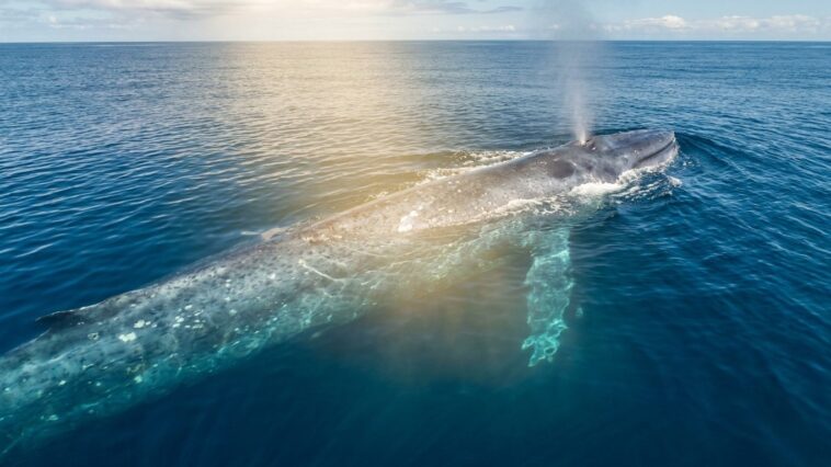 Records du règne animal : les créatures les plus extrêmes, du colibri à la baleine bleue