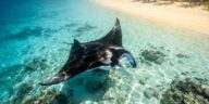 « On devait y passer deux jours, on est restés dix » : sur ce récif australien, on entre dans l'eau depuis le sable et les...