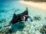« On devait y passer deux jours, on est restés dix » : sur ce récif australien, on entre dans l'eau depuis le sable et les...
